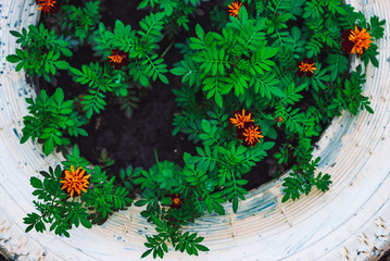 Amazing red orange tagetes in white flower bed close-up. Beautiful red-orange lush flowers of marigold in flowerbed. Colorful natural background of marigolds with vivid rich green leaves. Copy space.