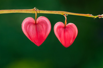 Two red hearts, pink dicentra flowers (bleeding heart) on green natural background - obrazy, fototapety, plakaty