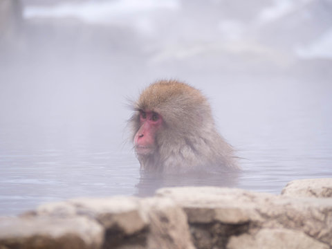 Japanese Snow monkey Macaque in hot spring Onsen Jigokudan Park, Nakano,now Monkey Japanese Macaques bathe in onsen hot springs at Nagano, Japan.