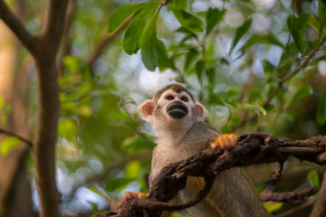 Cute squirrel monkey on a liana