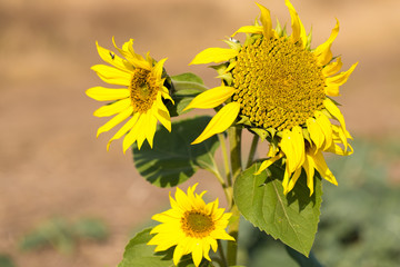 Golden summer sunflower in the sun, beautiful clouds in the blue sky
