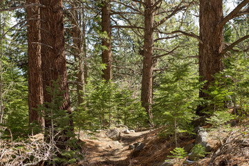 Dense Ponderosa Pine Forest in Galena Creek, Nevada