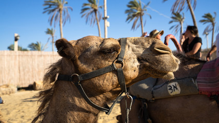 Camel Judaean Desert