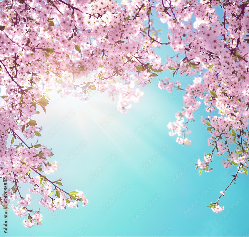 Poster branches of blossoming pink sakura macro with soft focus on gentle light blue sky background in sunl