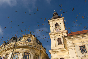 The Town Hall of Sibiu, Transylvania, Romania, A flock of pigeons circling over the roof