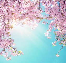 Naklejki  Gałęzie kwitnących różowych sakura makro z miękkim skupieniem na delikatnym jasnoniebieskim tle nieba w słońcu z miejsca na kopię. Piękny kwiatowy obraz natury wiosna.