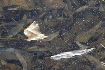 feuilles prises dans la glace