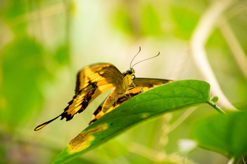 Butterfly in the cloud forest