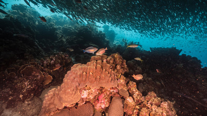 Seascape of coral reef in Caribbean Sea around Curacao at dive site Playa Grandi  with baitball, various coral and sponge