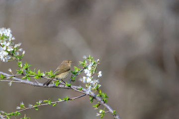 Çıvgın » Common Chiffchaff » Phylloscopus collybita