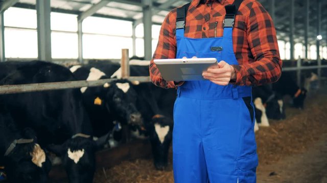 A man with a tablet computer is standing near cows in a stall