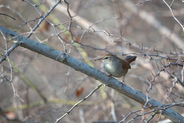 sparrow on branch of tree