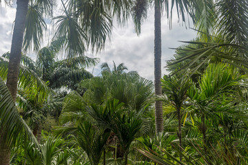 Fototapeta na wymiar Palm trees against blue sky, Palm trees at tropical coast.