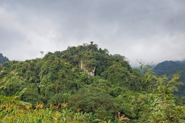 Fototapeta na wymiar beautiful landscape nature. green plant and tree at rain forest mountain.