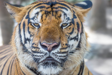 Wild Bengal Tiger face and eyes closeup