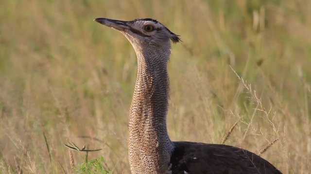 Kori bustard in the grass