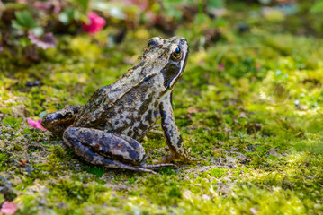 European Common Frog or brown frog (rana temporaria)