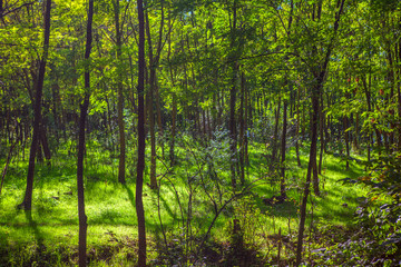 Fototapeta na wymiar shadow in green forest