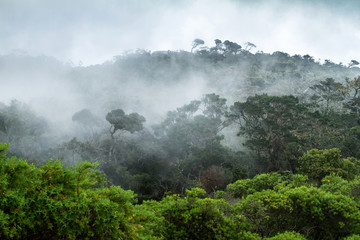 Fototapeta na wymiar Jungle in the clouds. Amazing landscape