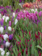 Beautiful colorful fresh tulips