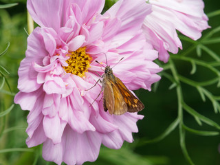 Cosmos bipinnatus. Fleurs de Cosmos bipenné double ou cosmos des jardins aux capitules de couleur rose pâle