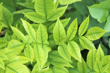 green leaves background