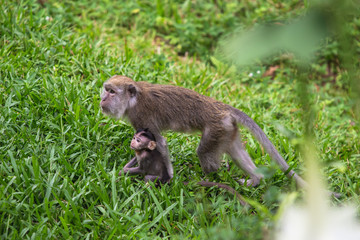 Naklejka premium Affenmutter mit Affenbaby (Makak) in Indonesien im Urwald
