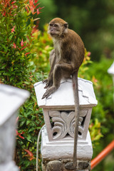 Kleiner indonesischer Affe (Makak) auf einer Laterne im Regenwald