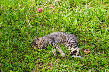 Indonesische Tigerkatze im Gras