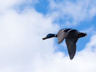 Mallard Duck Flying in a Blue Sky. Selective focus.