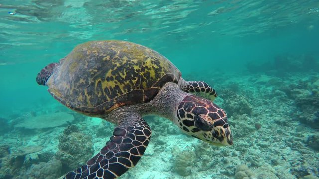 eine Schildkröte schwimmt in einem schönen Korallenriff auf den Malediven