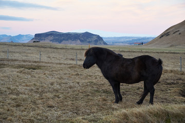 icelandic horse in sunrise scenery