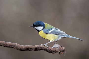 Parus major, Blue tit sitting on the branch. . Wildlife