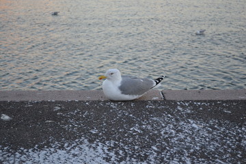 Seagull with a yellow beak. On the background of water