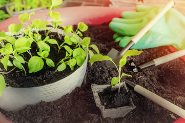 seeding small eggplant seedlings in separate boxes