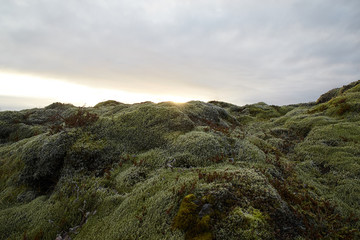 Green moss in the morning light.