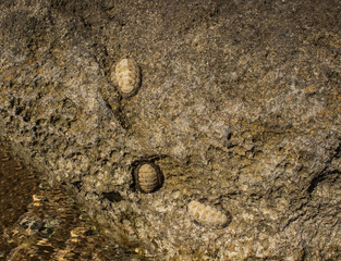 Fototapeta na wymiar shell on the stone in sea