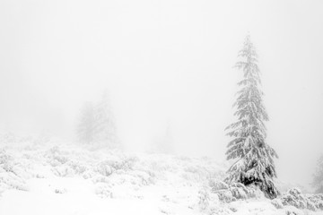 Fototapeta premium Winter landscape in the mountains. Fir trees dressed in heavy snow.