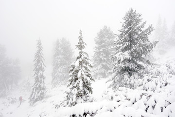 Winter landscape in the mountains. Fir trees dressed in heavy snow.