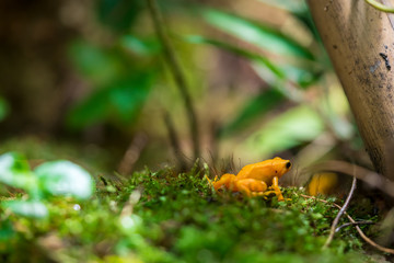 Golden mantella frog