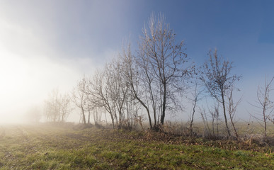 rural landscape with fog clearing at the first light of the sun