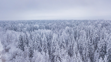 Aerial view forest winter. Snowy tree branch in a view of the winter forest.