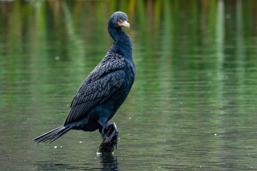 Double-crested Cormorant perched on a log in a lake