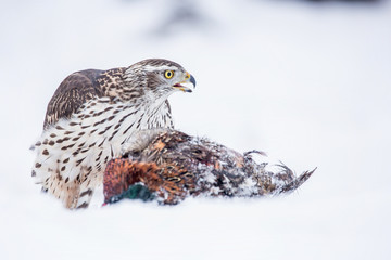 Northern goshawk (Accipiter gentilis) feeding food in the snow. Wildlife scenery, winter time....
