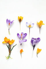Printemps, composition florale de Pâques. Fleurs de crocus jaunes et violettes isolées sur fond de bois blanc. Stock photo de style. Mise à plat, vue de dessus.