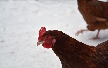 portrait of a hen