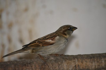 sparrow on a fence
