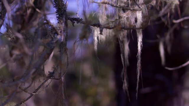 ECU OF SPANISH MOSS HABGING FROM A PINE BRANCH.  4K, SLOW MOTION.  60 FPS.