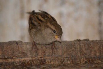 sparrow on fence