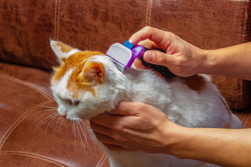 Cat is brushed and combed.Owner hand holding of brush combing fur of a cat.